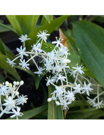 Speirantha convallaroides (2lt)