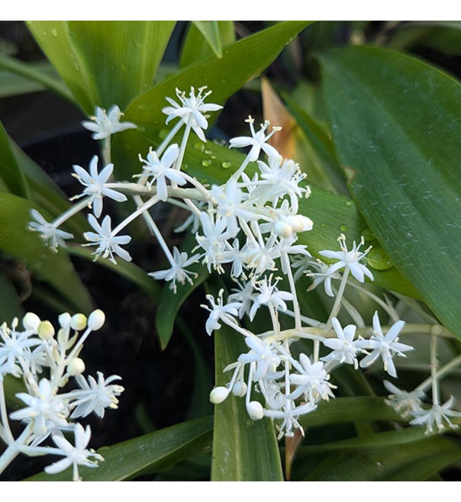 Speirantha convallaroides (2lt)