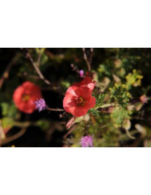 Sphaeralcea munroana (1.5lt) Sphaeralcea munroana (1.5lt)