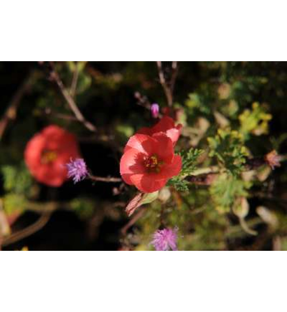 Sphaeralcea munroana (1.5lt)