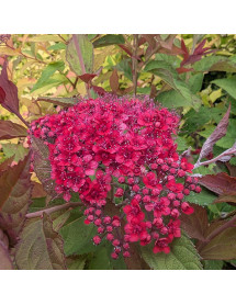 Spiraea japonica Double Play Doozie (4.5lt)