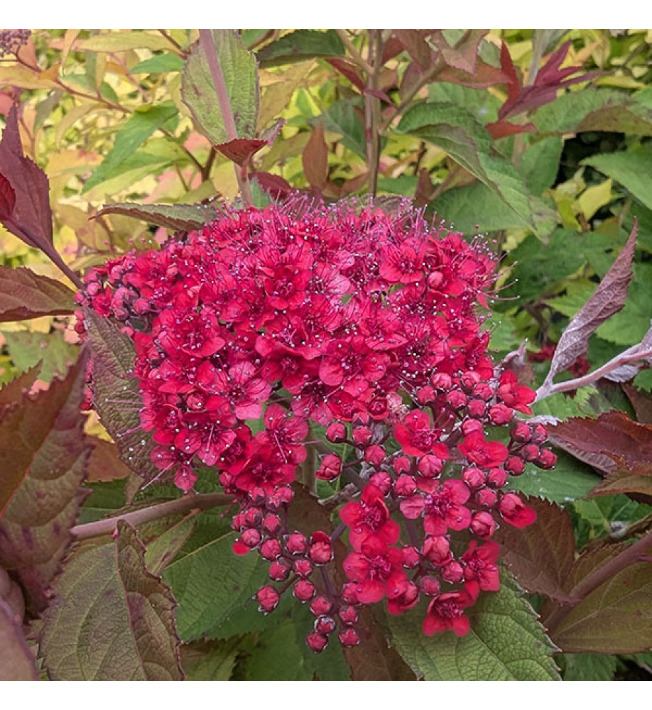 Spiraea japonica Double Play Doozie (4.5lt)