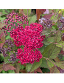 Spiraea japonica Double Play Doozie (4.5lt)