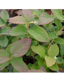 Spiraea japonica Double Play Blue Kazoo (4.5lt)