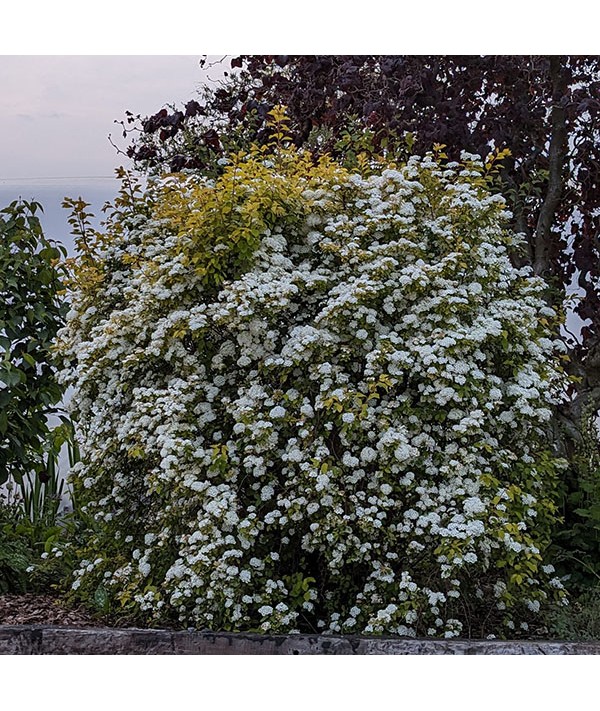 Spiraea x vanhoutei Golden Fountain (5lt)