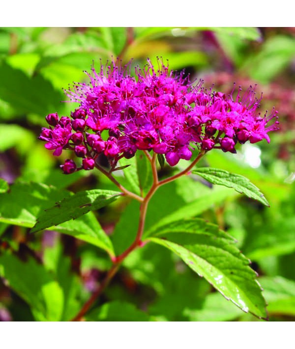 Spiraea japonica Anthony Waterer (5lt)