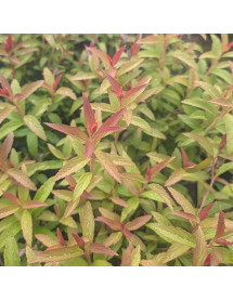 Spiraea japonica Darts Red (5lt)