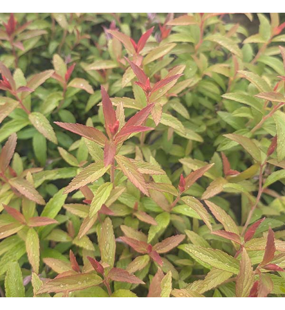 Spiraea japonica Darts Red (5lt)