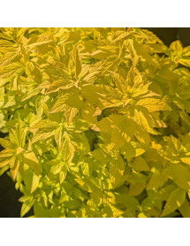 Spiraea japonica Double Play Gold (4.5lt)