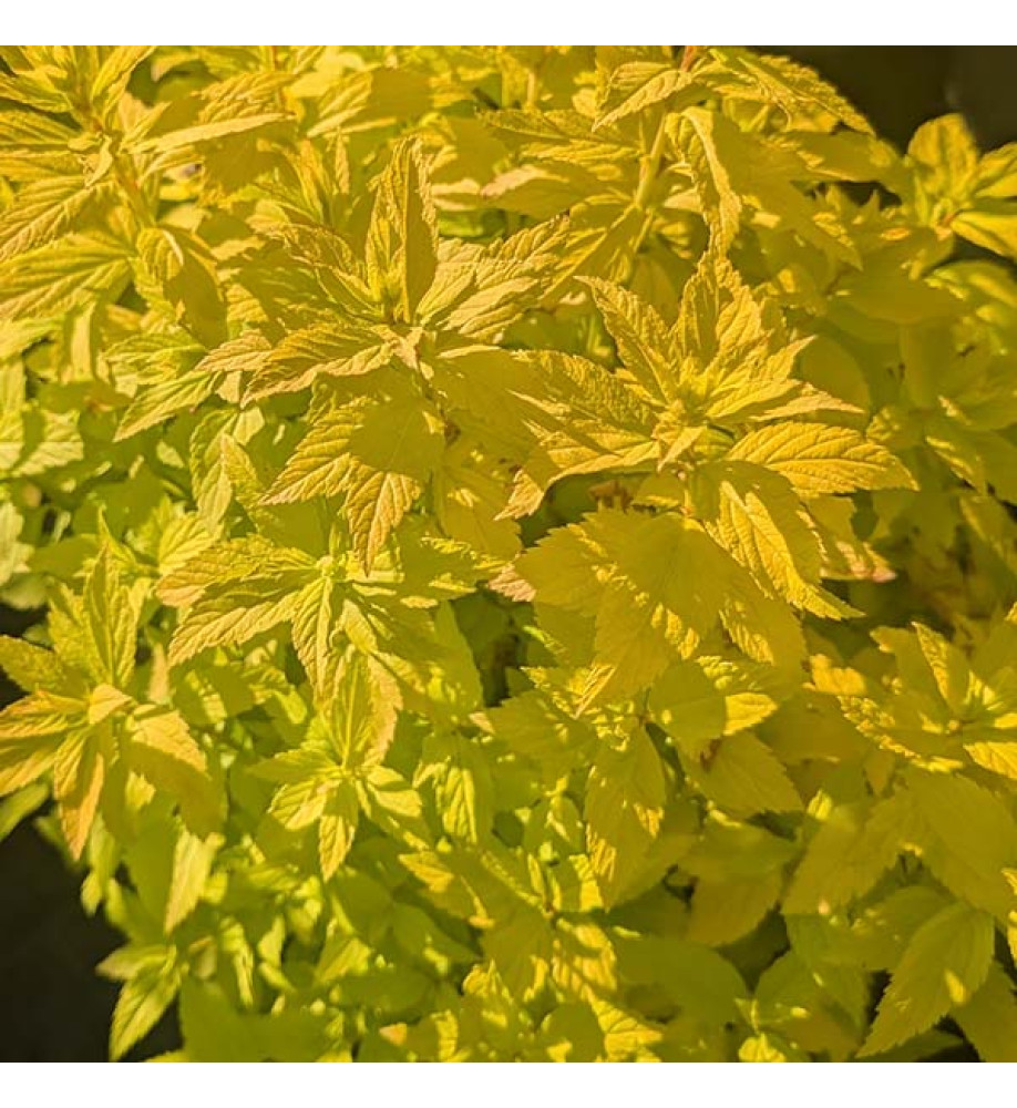 Spiraea japonica Double Play Gold (4.5lt)