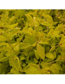 Spiraea japonica Goldfire (5lt)