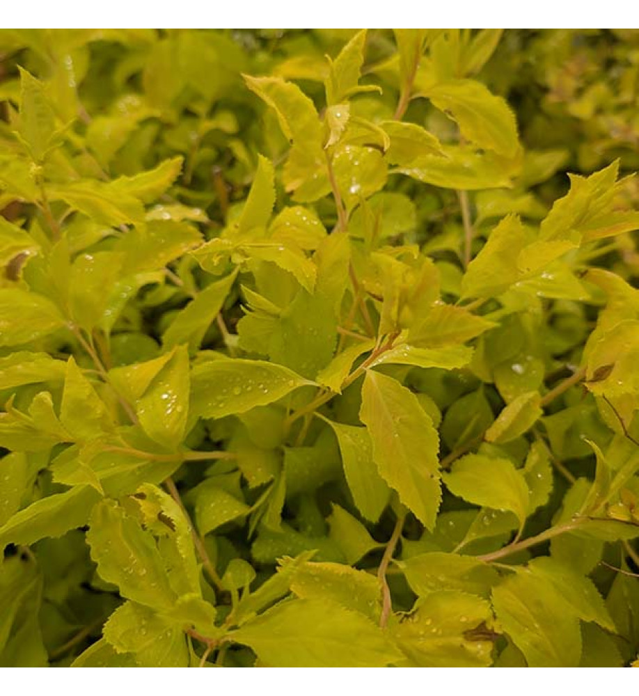 Spiraea japonica Goldfire (5lt)