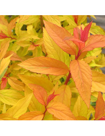 Spiraea japonica Goldflame (3lt)