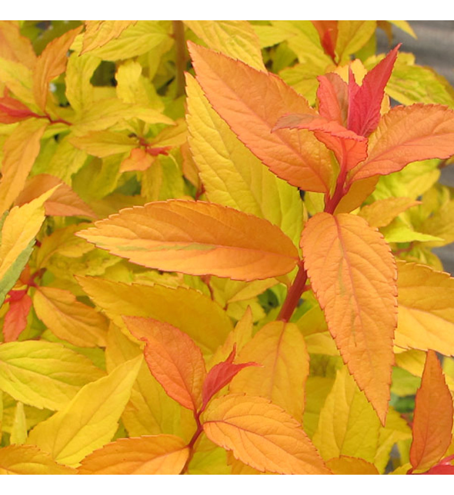 Spiraea japonica Goldflame (3lt)