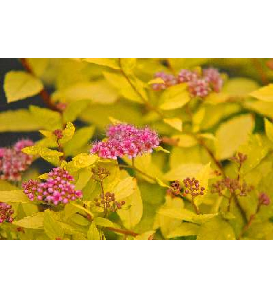 Spiraea japonica Gold Mound (5lt)