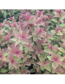 Spiraea japonica Magic Carpet (5lt)