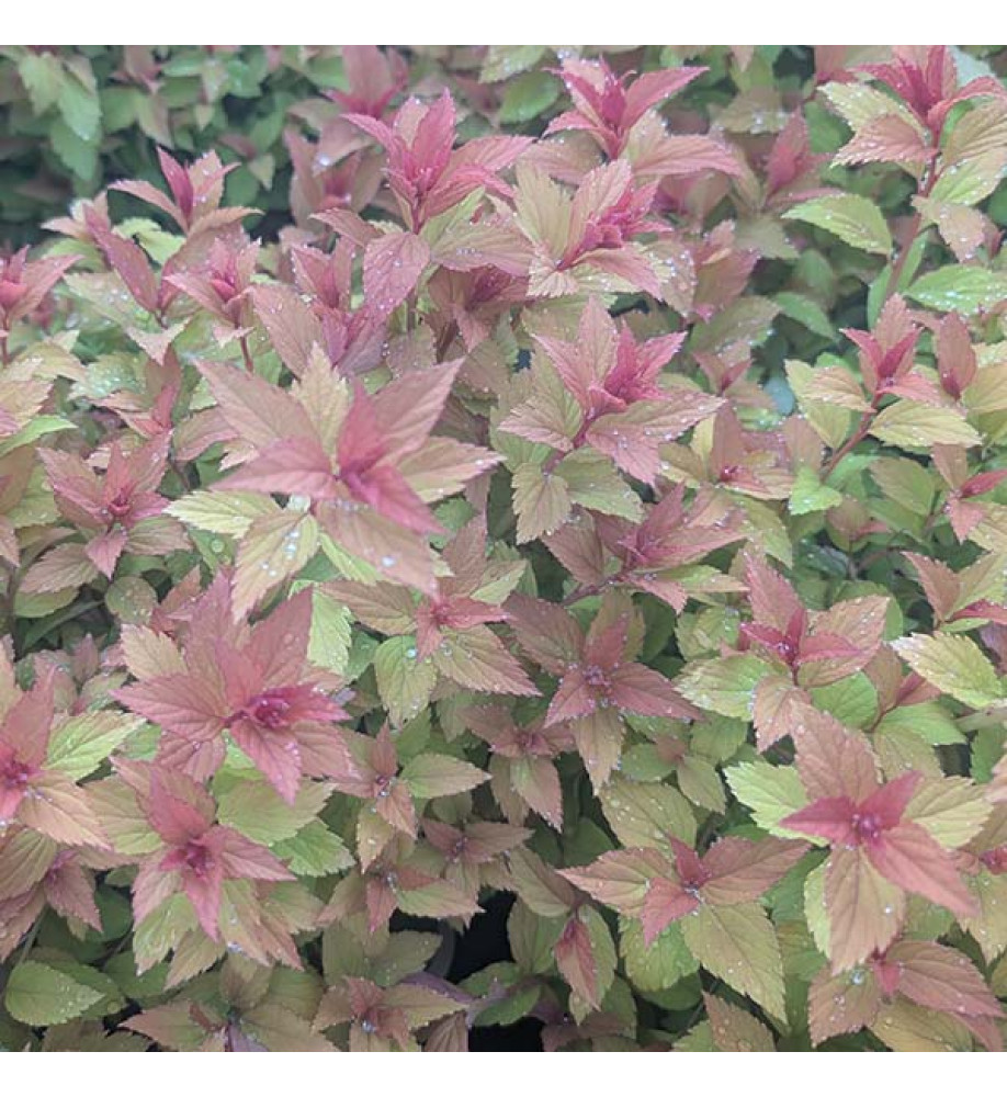 Spiraea japonica Magic Carpet (5lt)