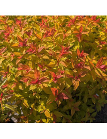 Spiraea japonica Magic Carpet (5lt)