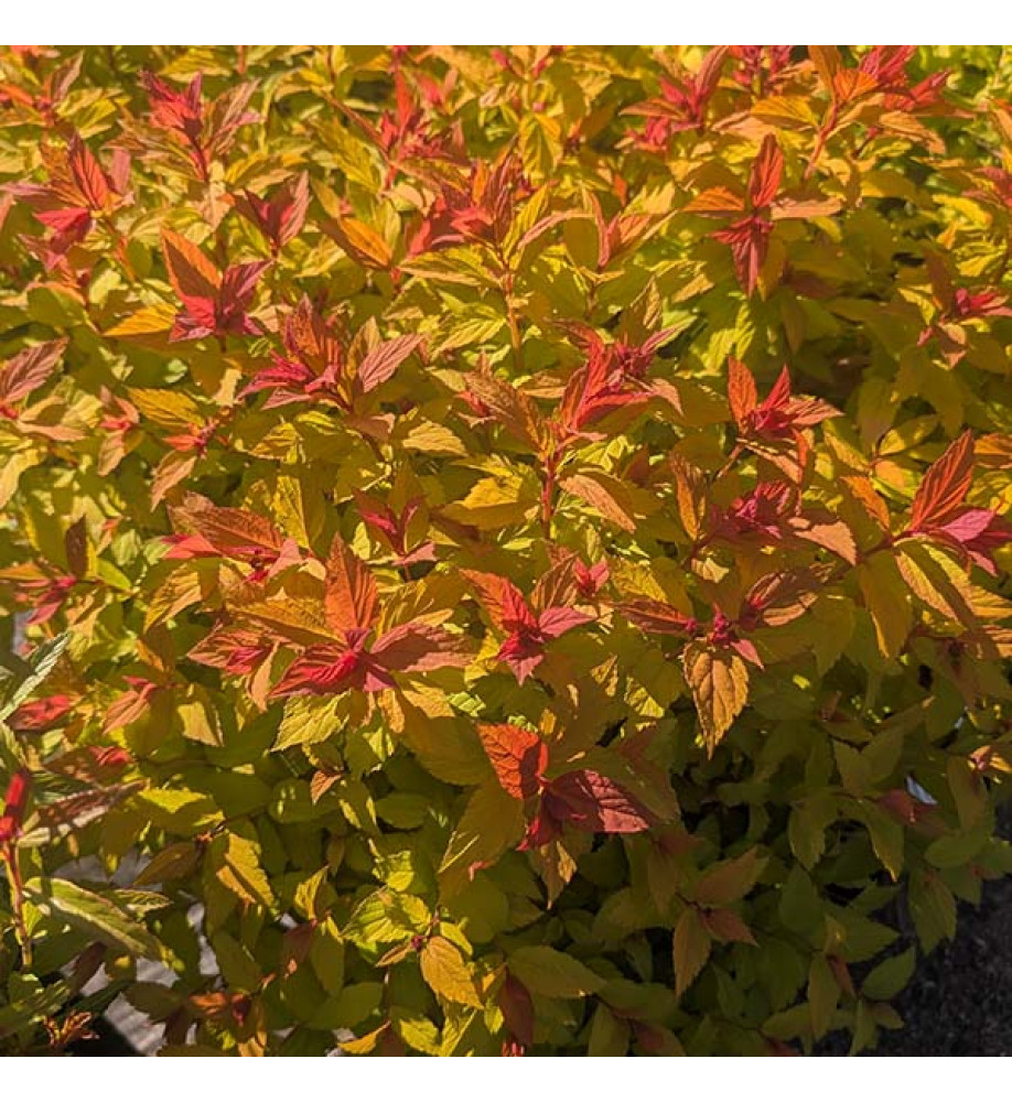Spiraea japonica Magic Carpet (5lt)