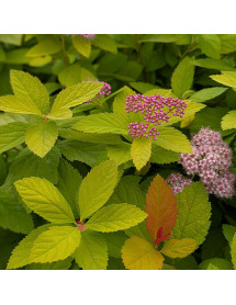 Spiraea japonica Tracy (AKA: Double Play Big Bang) (5lt)