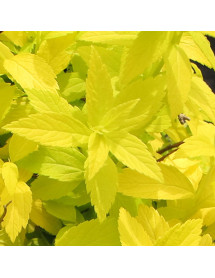 Spiraea japonica White Gold (4.5lt)