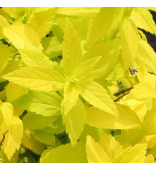 Spiraea japonica White Gold (4.5lt)