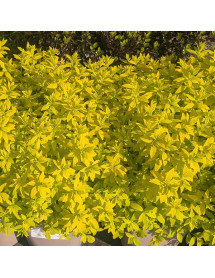 Spiraea japonica White Gold (4.5lt)