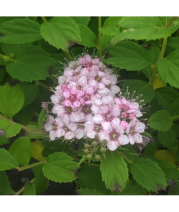 Spiraea japonica Little Princess (5lt)