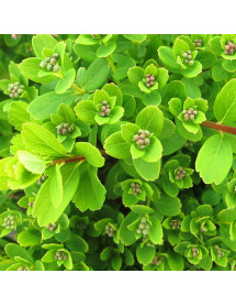 Spiraea nipponica Snowmound (5lt)