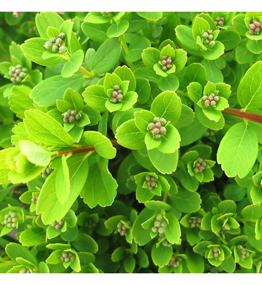 Spiraea nipponica Snowmound (5lt)