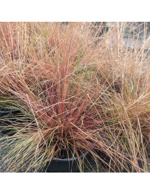 Sporobolus heterolepis (1.5lt)