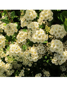 Spiraea nipponica Snowmound (5lt)
