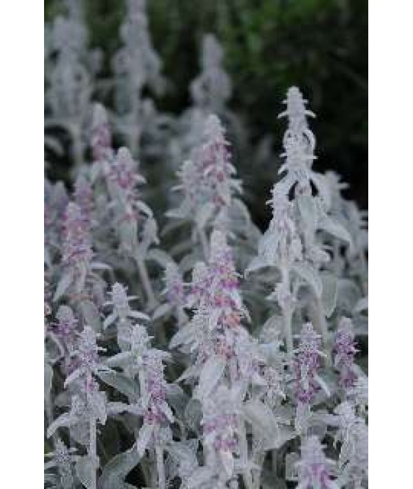 Stachys byzantina (1lt)