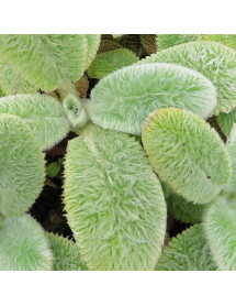 Stachys byzantina Silver Carpet (2lt)