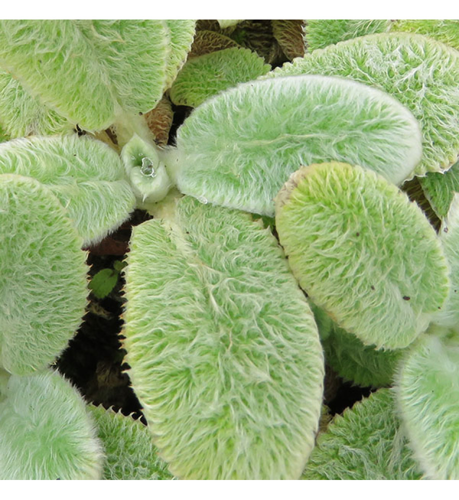 Stachys byzantina Silver Carpet (2lt)