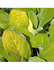 Stachys byzantina Key Lime (3lt)