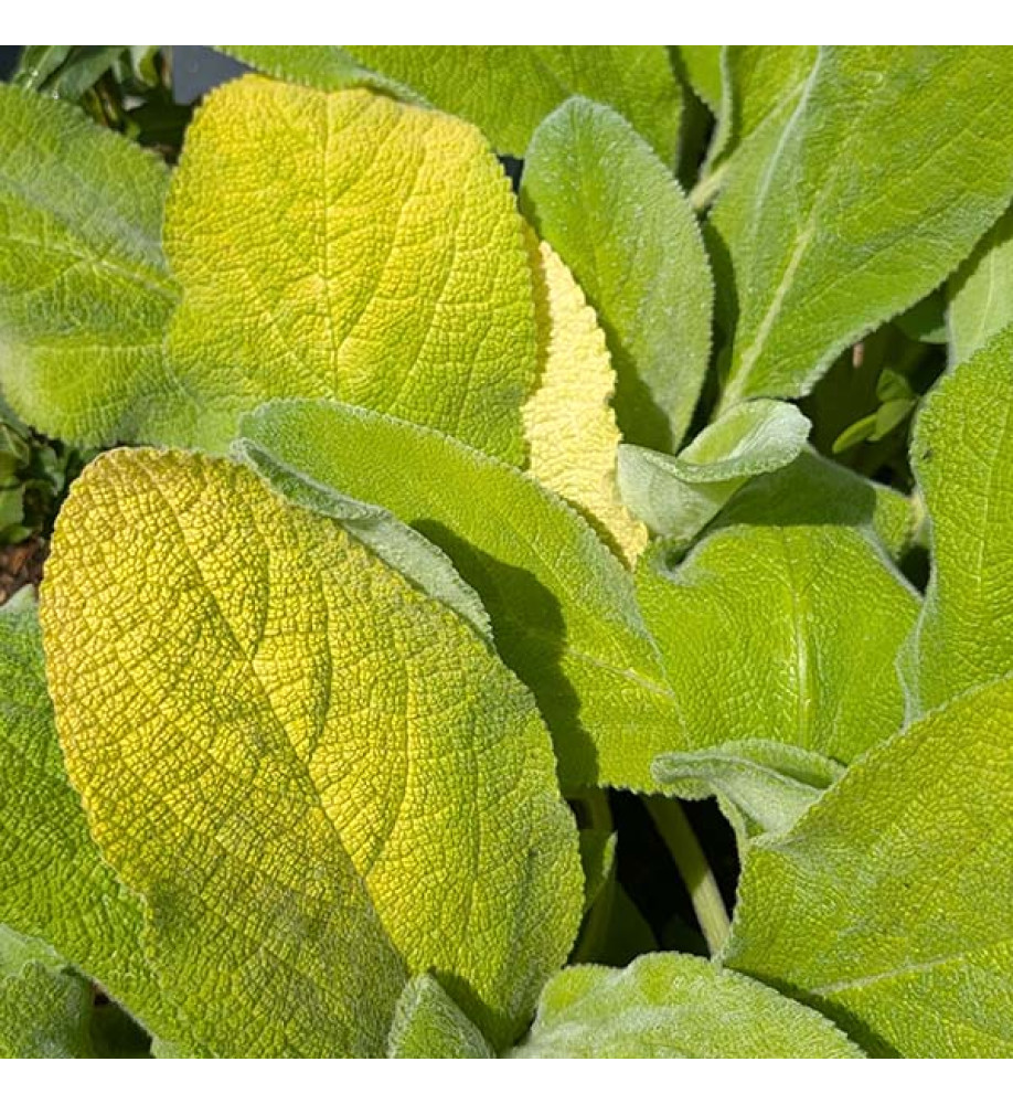 Stachys byzantina Key Lime (3lt)