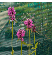 Betonica officinalis (monieri) (1lt) Betonica officinalis (monieri) (1lt)