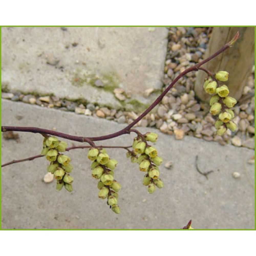 Stachyurus praecox (3lt)