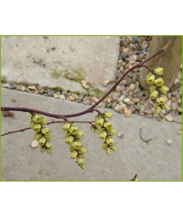 Stachyurus praecox (3lt)