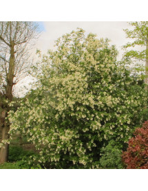Staphylea colchica (3lt)