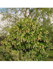 Staphylea colchica (5lt)