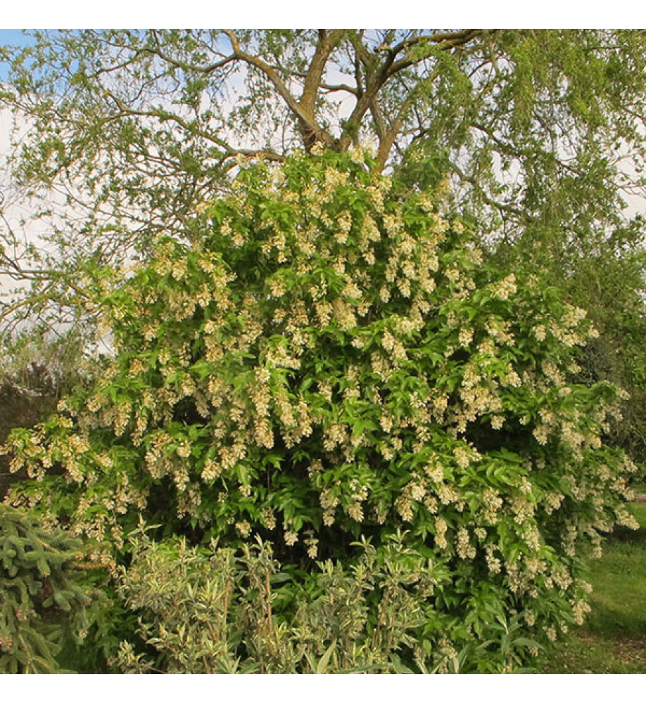 Staphylea colchica (5lt)