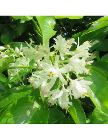 Staphylea colchica (5lt)