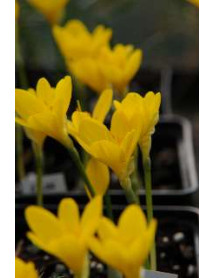 Sternbergia lutea (1lt) Sternbergia lutea (1lt)