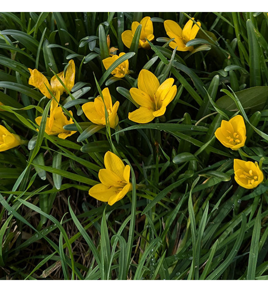 Sternbergia lutea (1lt)