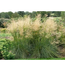 Stipa gigantea (2t)