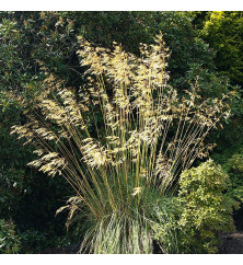 Stipa gigantea (2t) Stipa gigantea (2t)