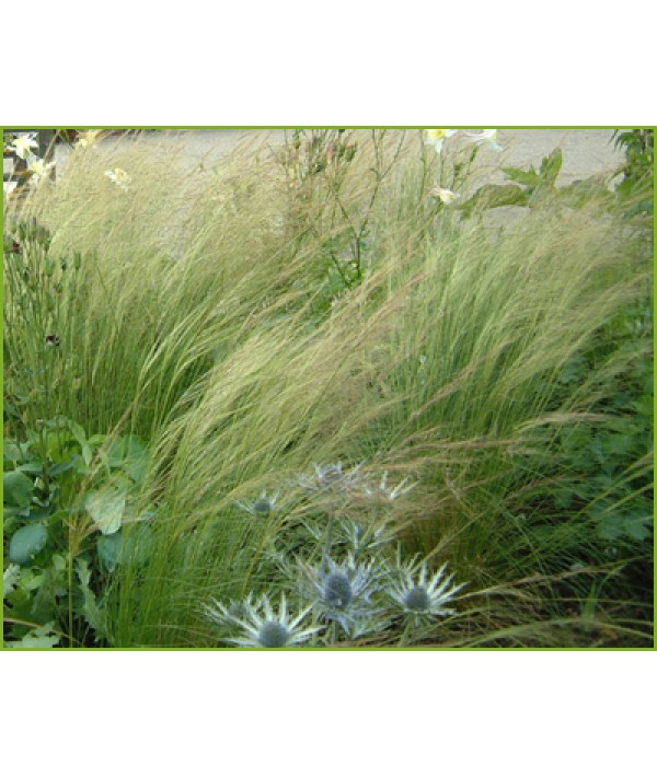 Stipa tenuissima (2lt)