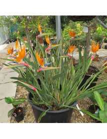 Strelitzia reginae (25lt) Strelitzia reginae (25lt)